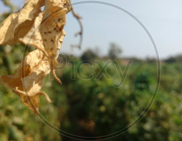 Dry Leaves Of Common Bean Closeup From Indian Farm