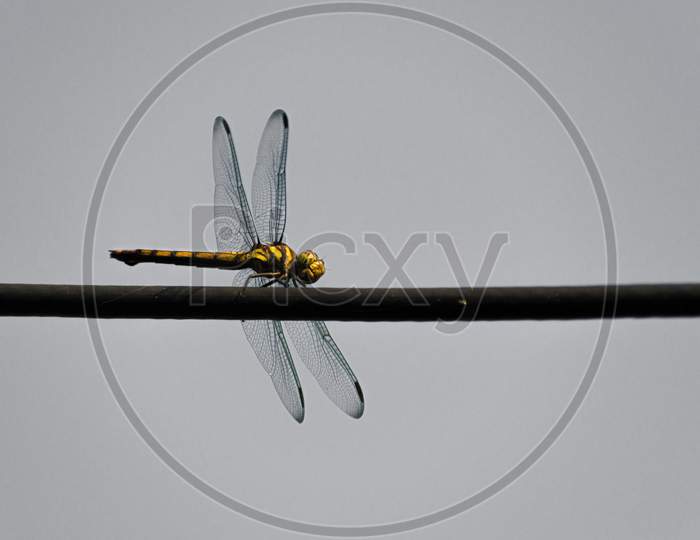 Dragon fly sitting on the wire in a grayish background.
