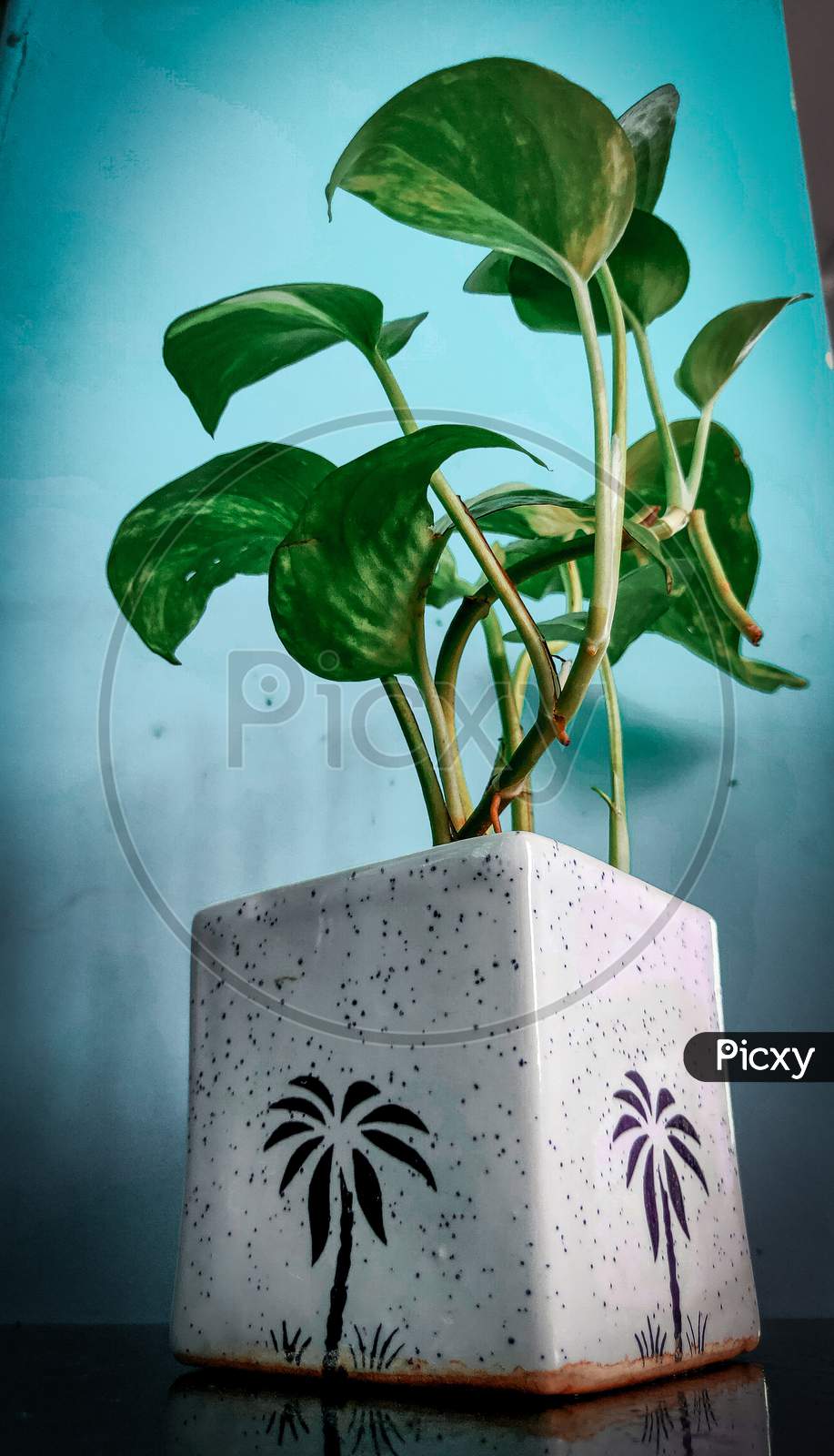 Money plant with white pot