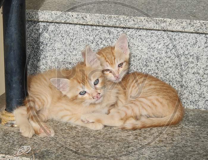 Kitty Kittens