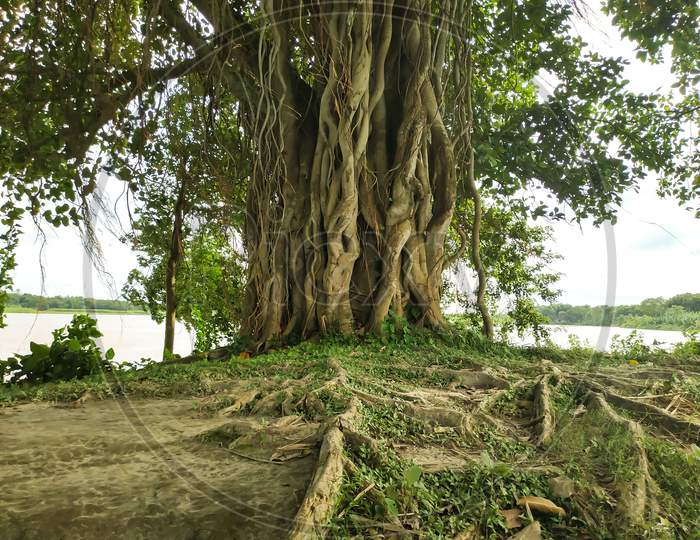Banyan Tree By The River