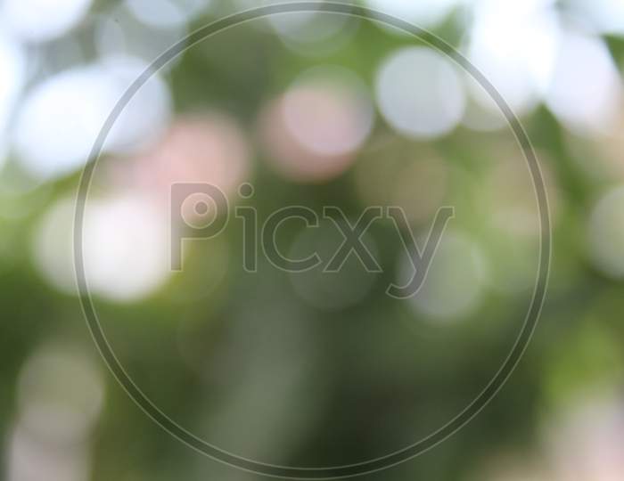 Green Garden Bokeh Background Lens Blur