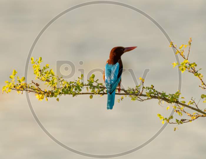 White-Throated Kingfisher On A Branch