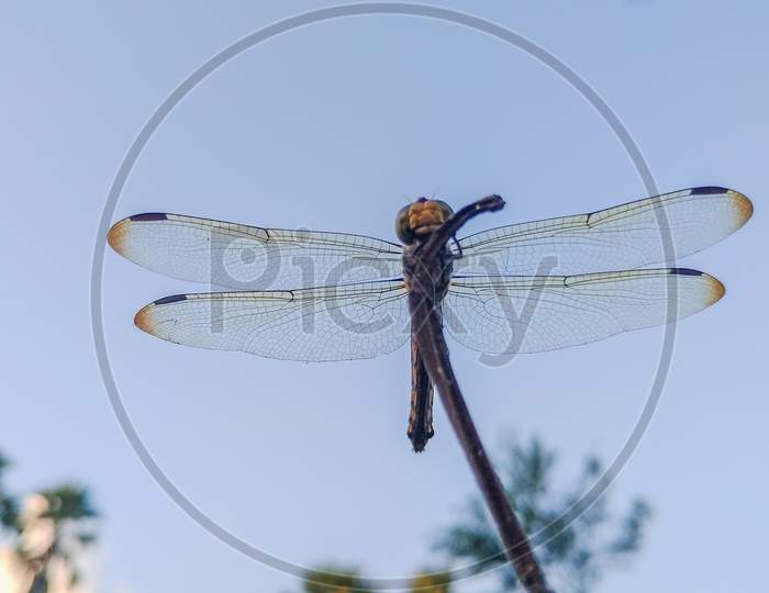 This is a Dragonfly insect