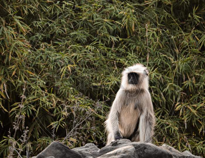 Monkey Sitting on Rock Spotted at Safari