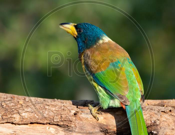 Great Barbet Perched On A Tree Log