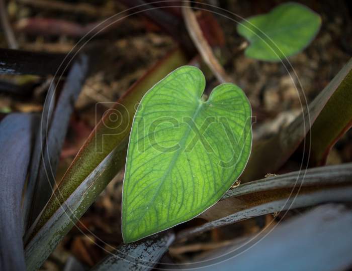 Baby leaf of plant growing in forest