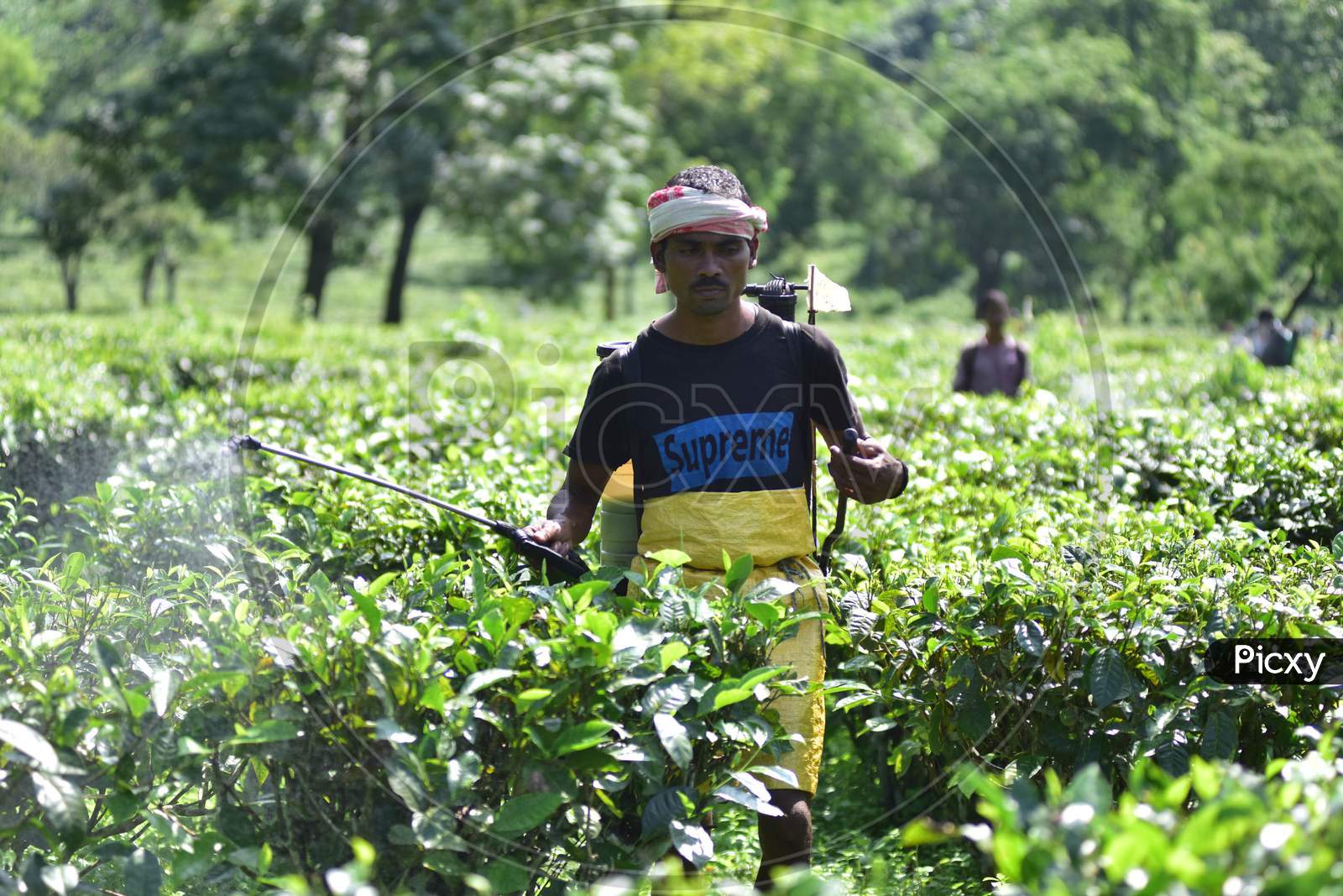 Workers sprays pesticides  at a tea garden in Nagaon District of Assam on Oct 1,2020.