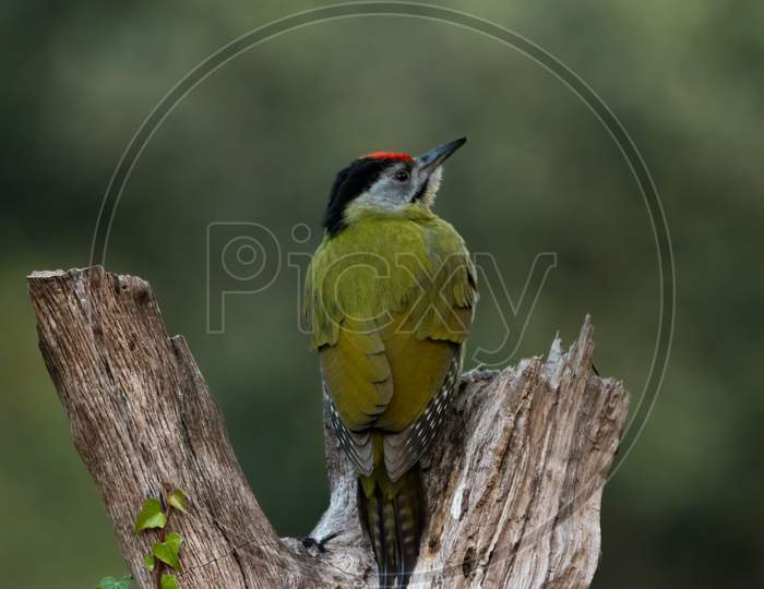 Grey-Headed Woodpecker Perched On A Log