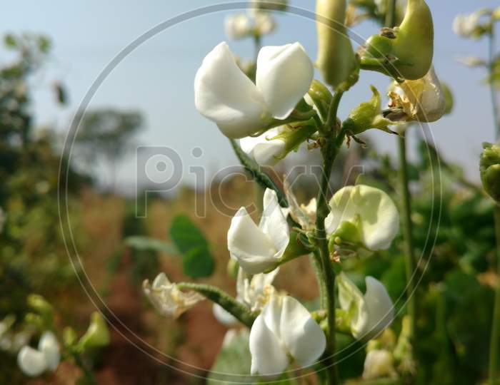 White Flower Close Up Of Common Bean In Indian Field