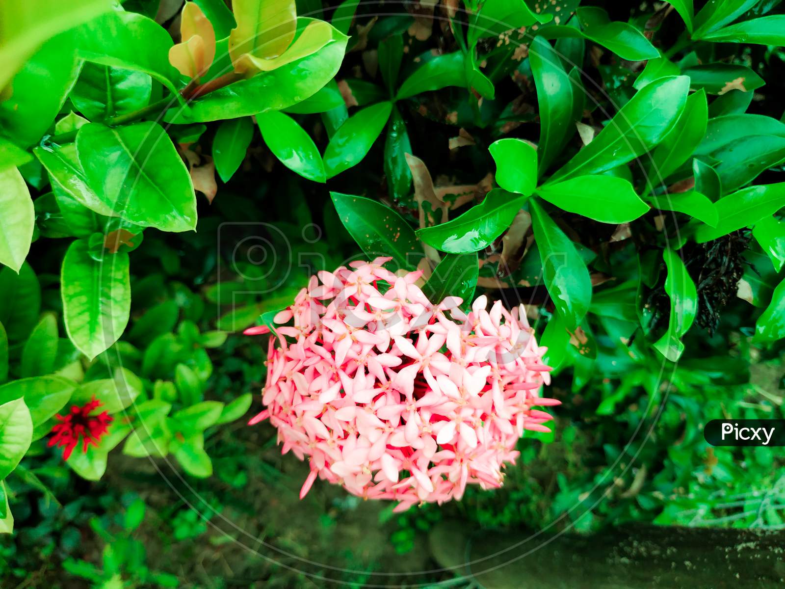 Rongon Flower Or Ixora Coccinea Of Bangladesh