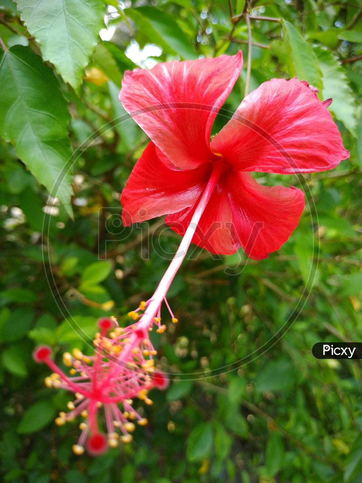 A wild red hibiscus flower.