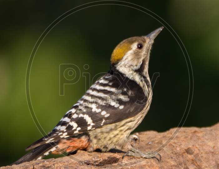 Brown-Fronted Woodpecker On A Tree Log