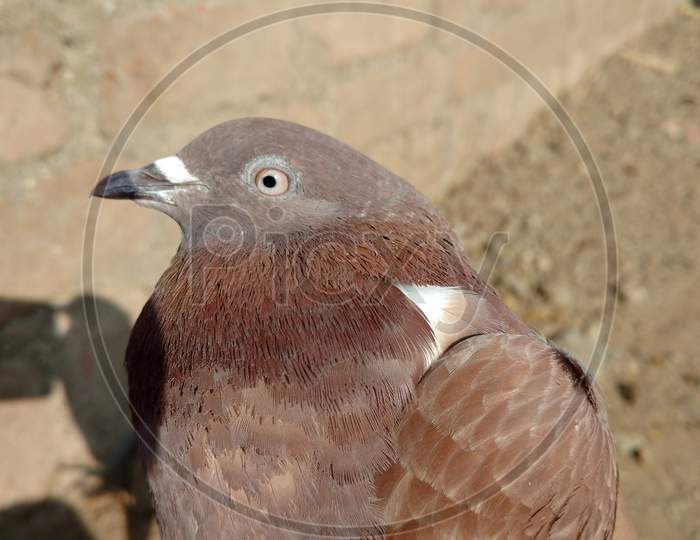 Closeup Of Indian Brown Pigeon