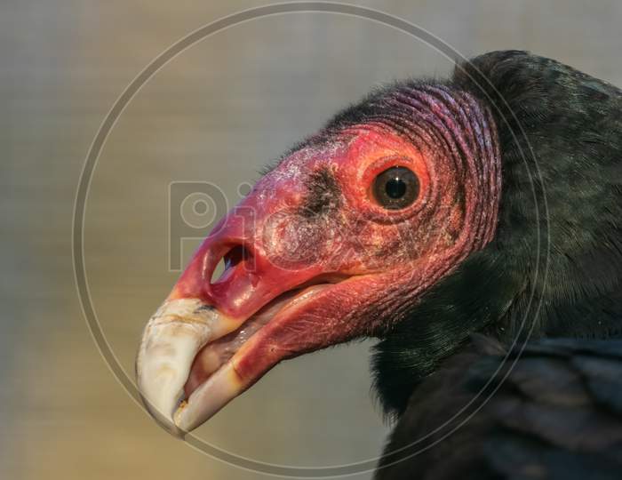 Head Shot Turkey Vulture, Cathartes Aura, Looking Towards Left