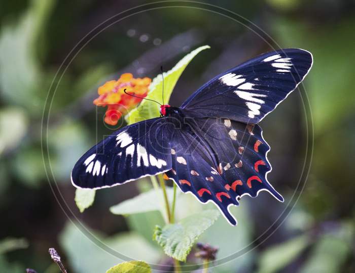 Red Butterfly On A Green Plant