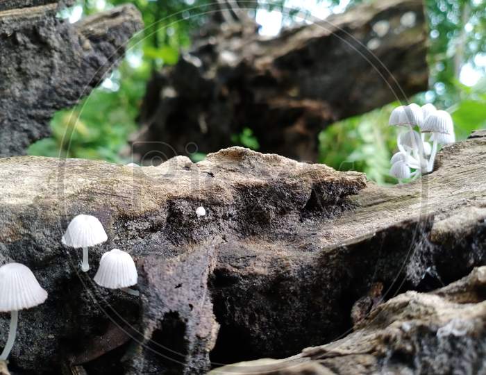 Mushroom on a tree