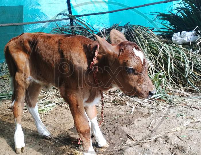 New born calf of cow