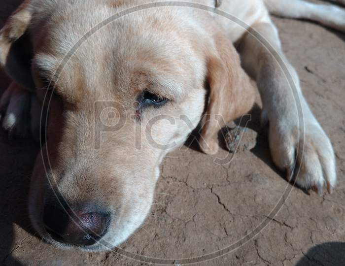 Brown White Color Female Labrador Retriever Dog Front Closeup