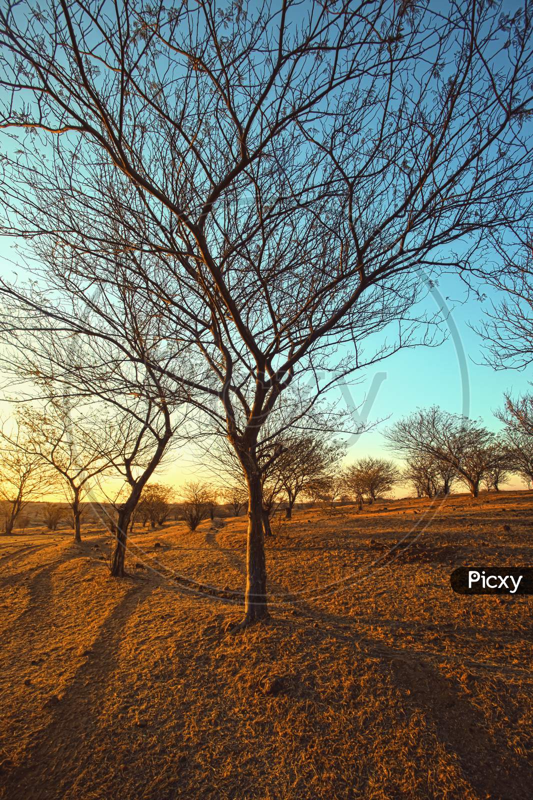 Dry Tree Against Blue Sky