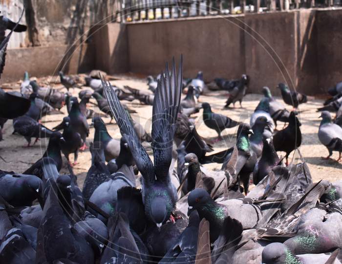 Pigeons Fighting For Food Near A Temple