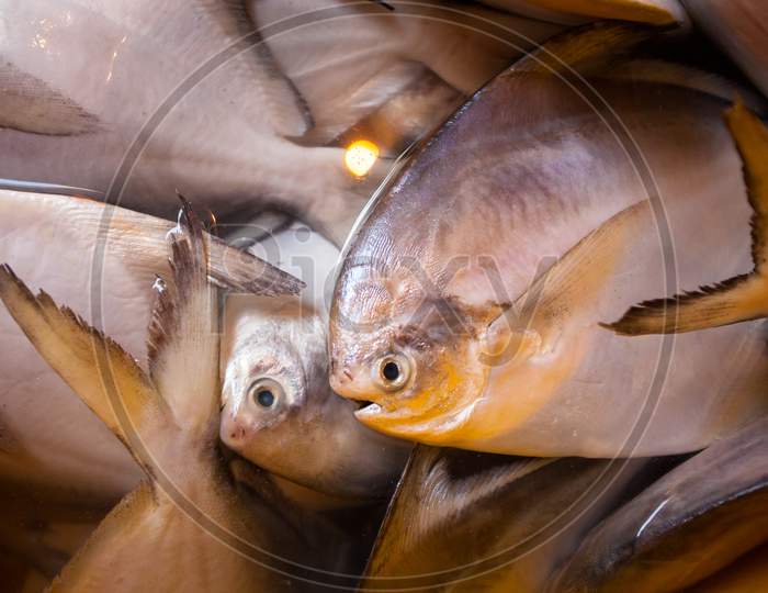 Dead Fish Closeup From Mumbai Fish Market In India.