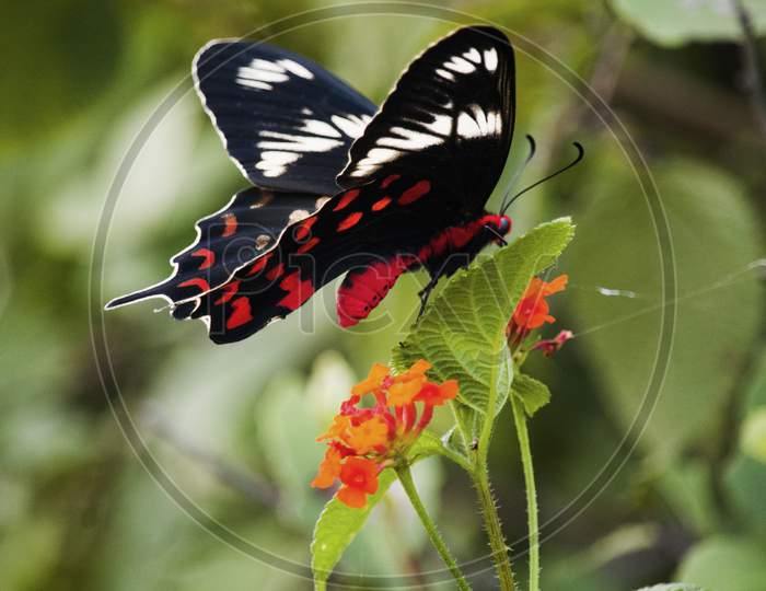 Red Butterfly And Green Leaves