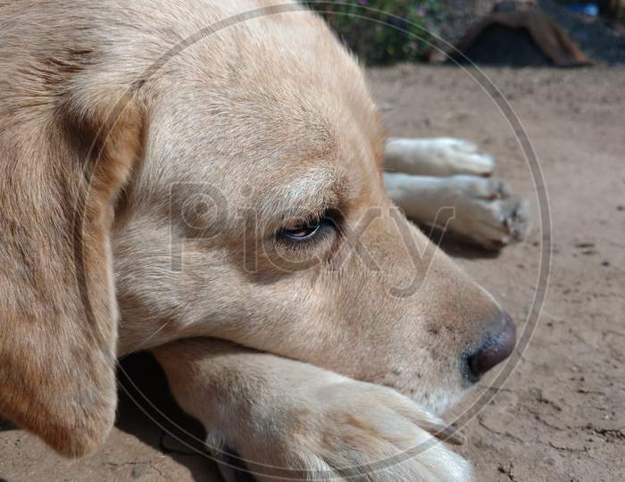 Brown White Color Female Labrador Retriever Dog Closeup