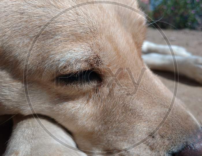 Brown White Color Female Labrador Retriever Dog Closeup