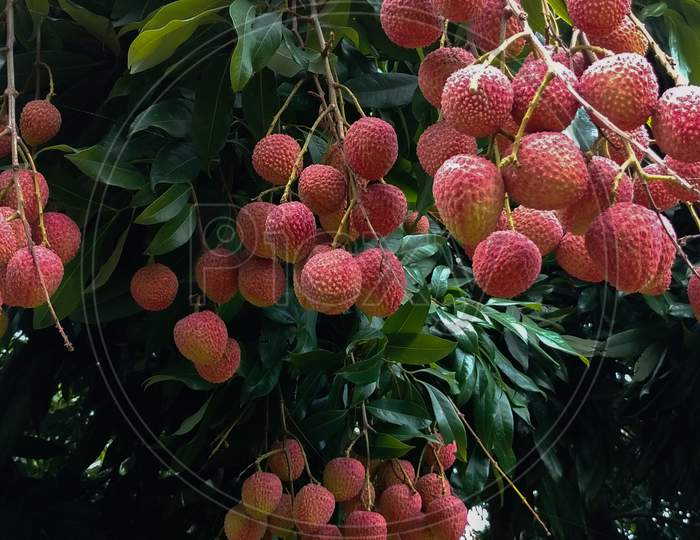 Now a cultivation of Lichi