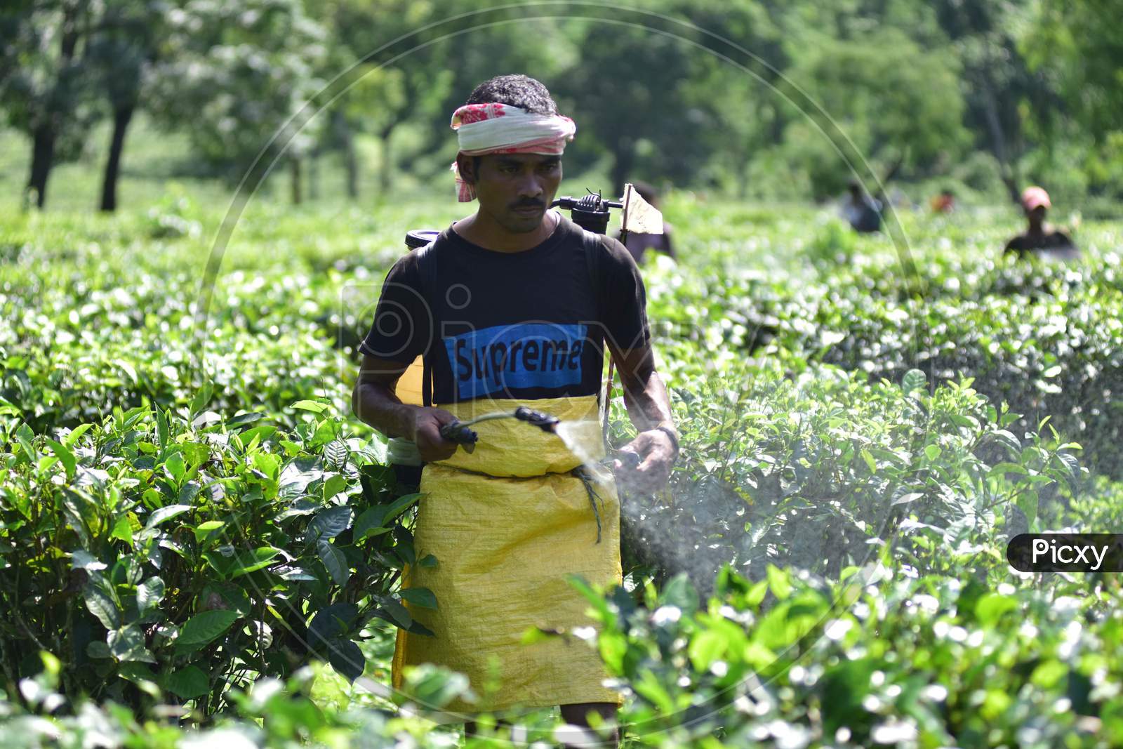 Workers sprays pesticides  at a tea garden in Nagaon District of Assam on Oct 1,2020.