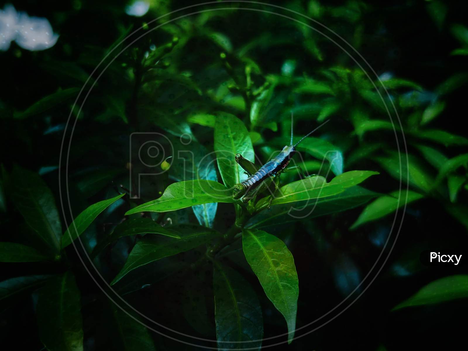 Grasshopper on the green leaves