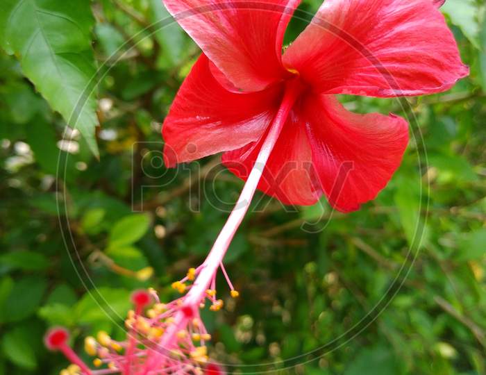 A wild red hibiscus flower.