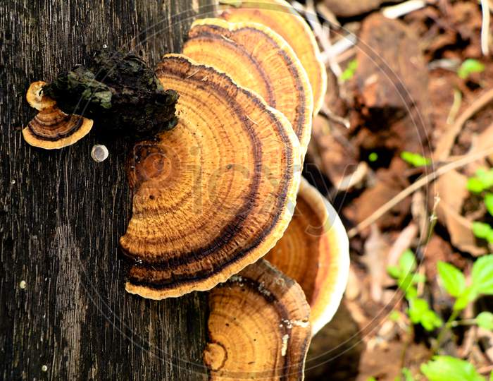 Multi Colored Mushroom Or Conk On A Decaying Coconut Trunk, Selective Focus