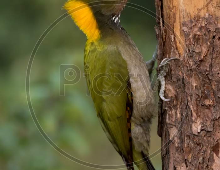 Greater Yellownape With Tongue Sticking Out