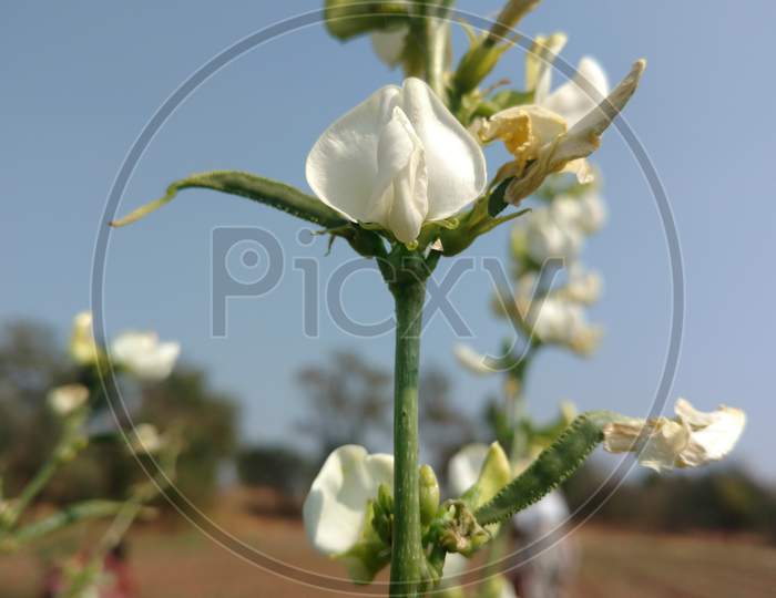 White Flower Close Up Of Common Bean In Indian Field