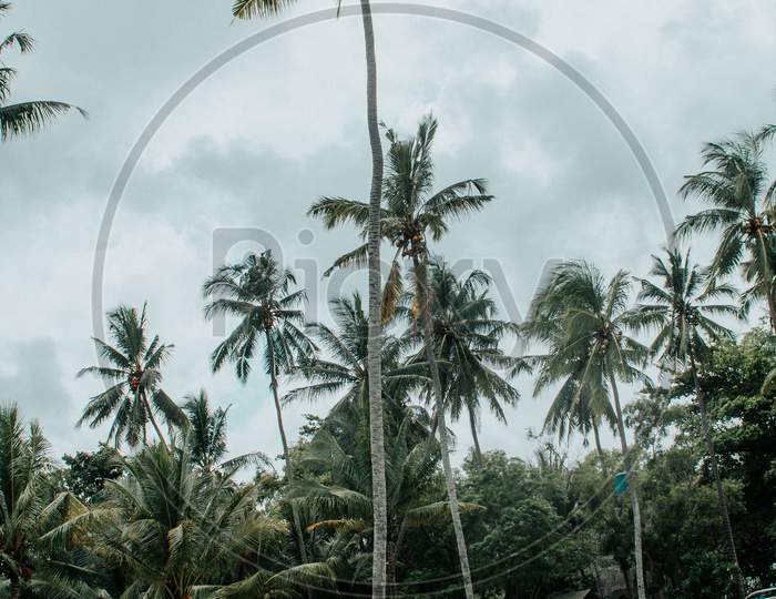 Coconut palm tree on the beach, Anyer, Pandeglang, Banten, Indonesia