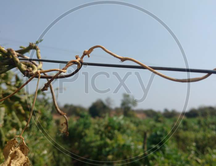 Dry Vine Of Common Beans From Village Farm