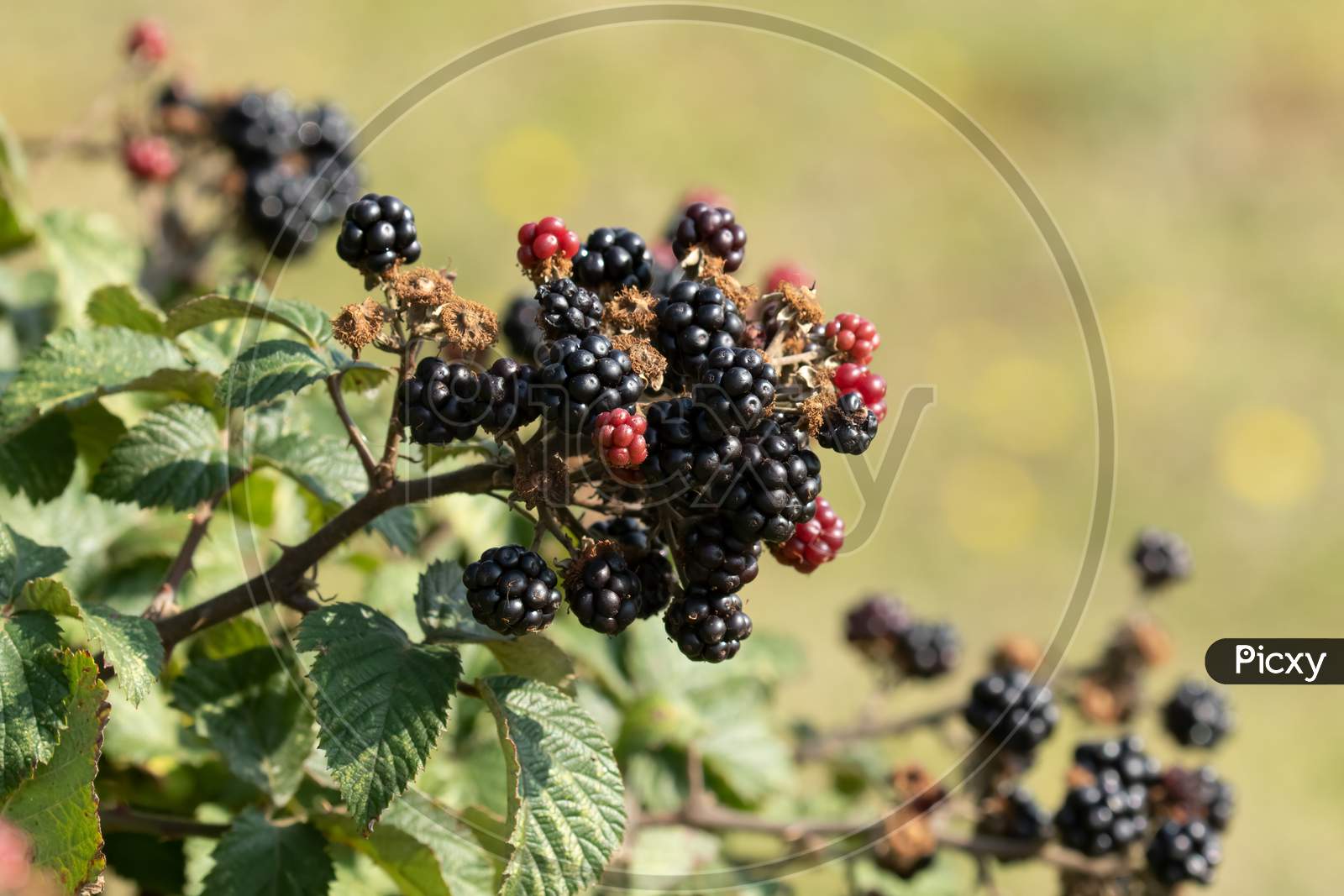 Wild Ripe Bramble Berries, Rubus, With Selective Focus