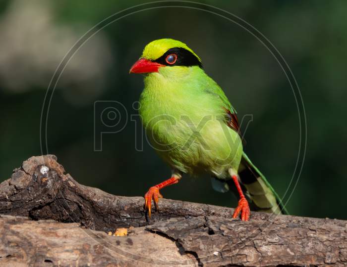Common Green Magpie Perched A Tree Log