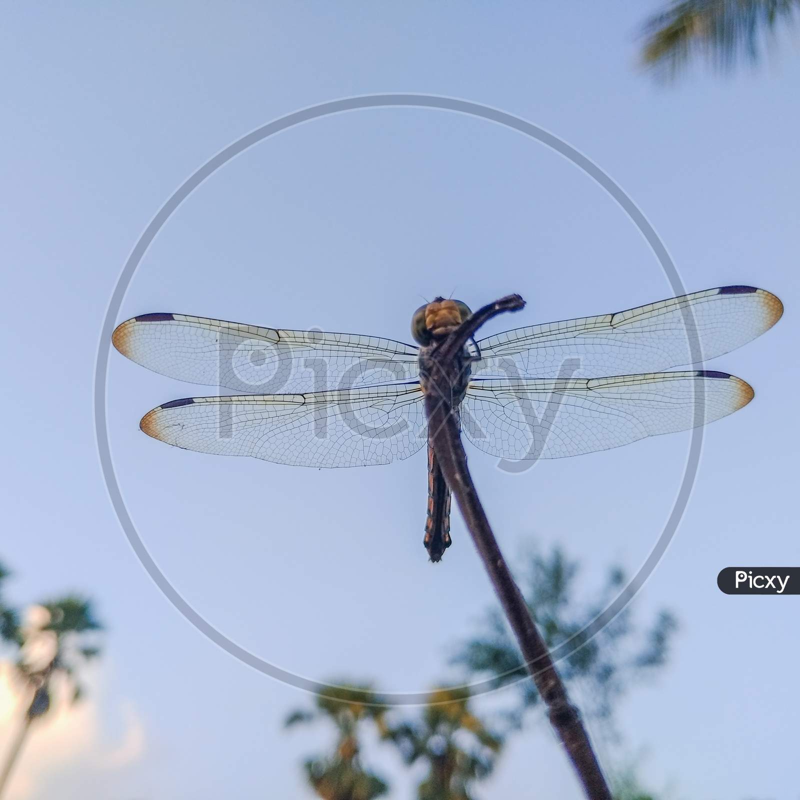 This is a Dragonfly insect
