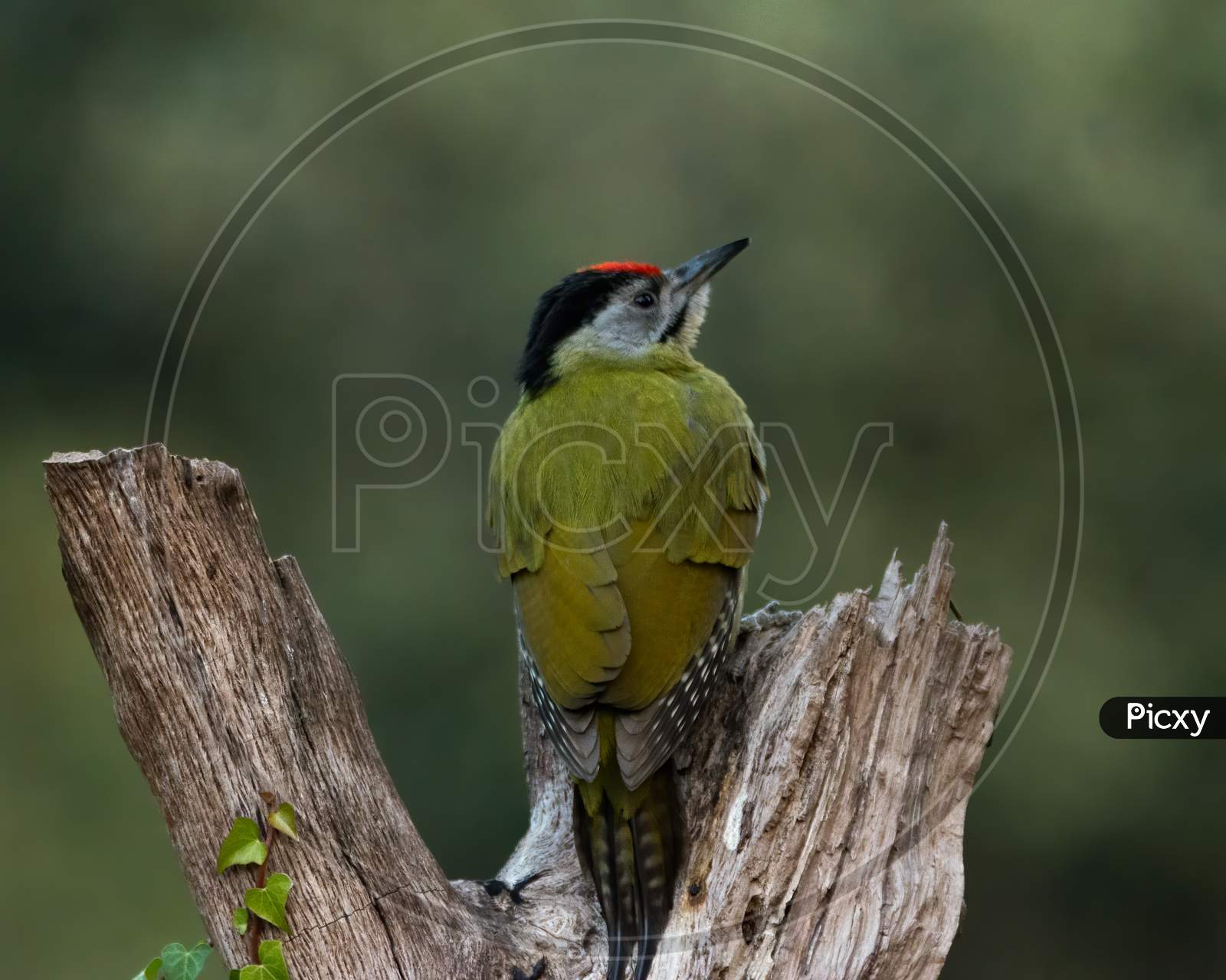 Grey-Headed Woodpecker Perched On A Log
