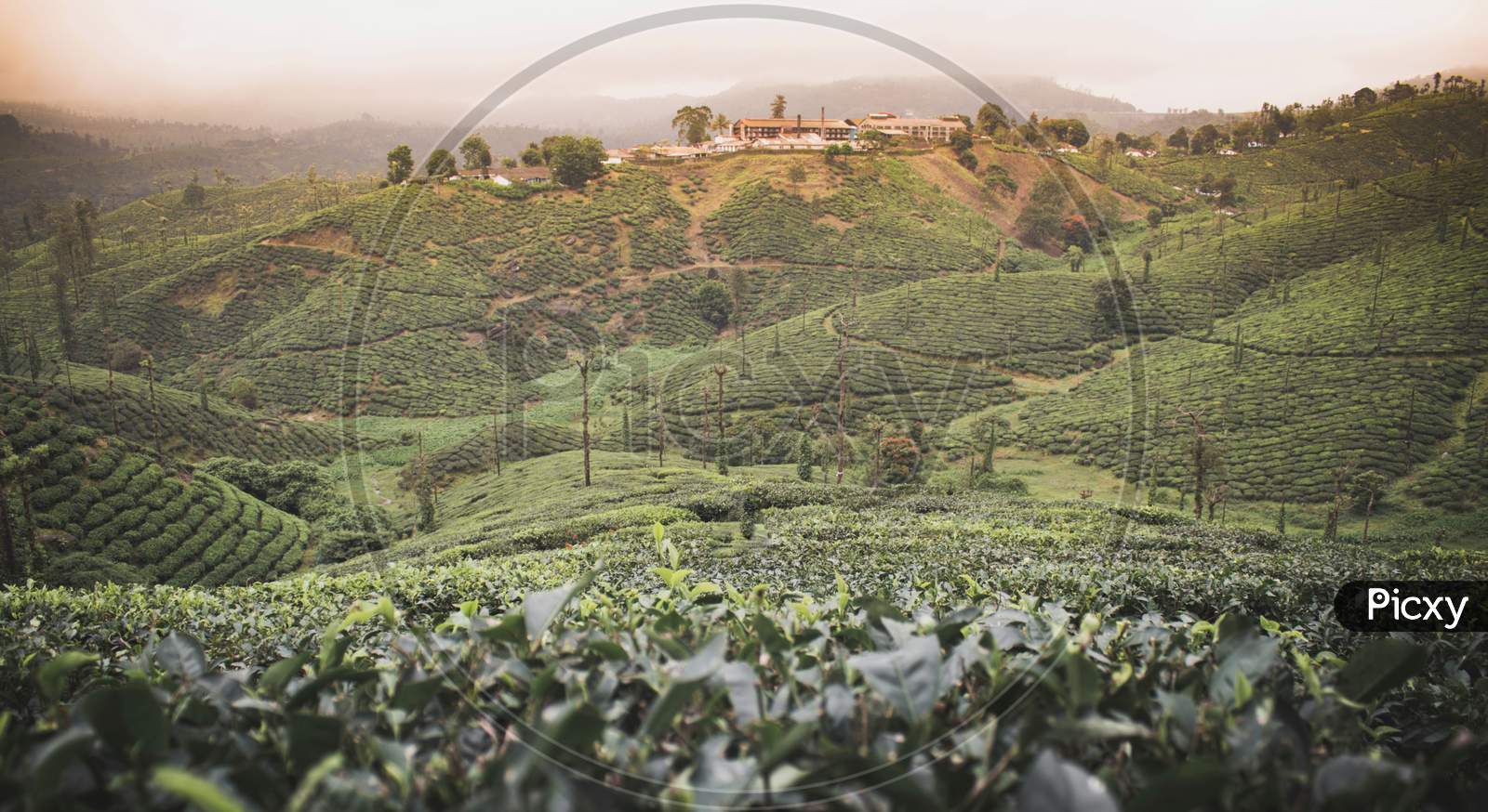 Munnar tea estate