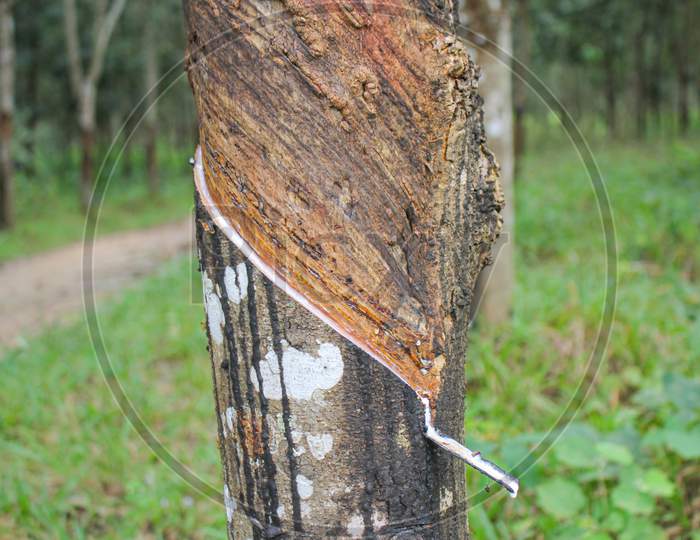 Vietnam rubber tree,Tapping latex rubber source of natural