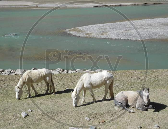 White horse in heaven Ladakh