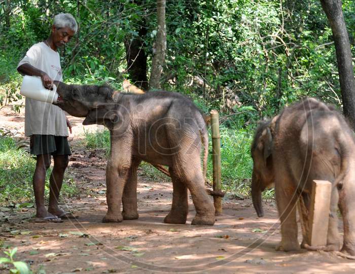An animal keeper feeds 6-month old elephant calves rescued from Amchang Wildlife Sanctuary, at the Assam State Zoo in Guwahati, India ,Thrusday, Oct. 1, 2020.