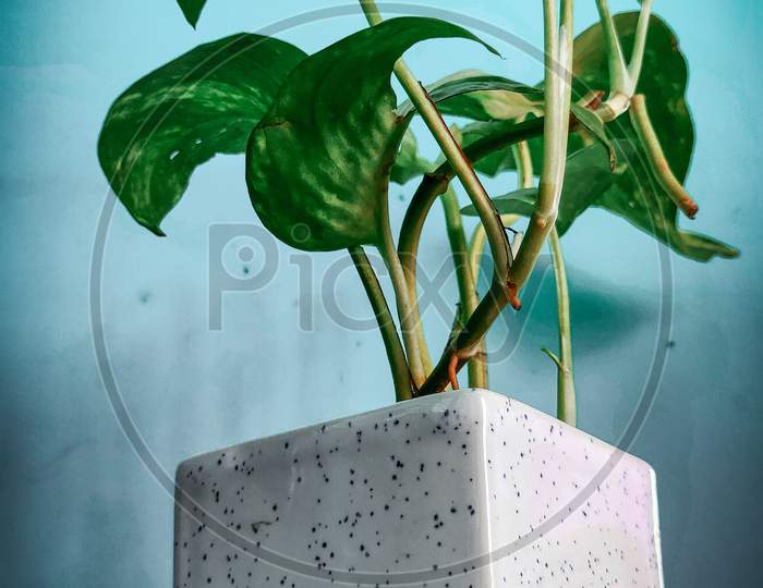 Money plant with white pot