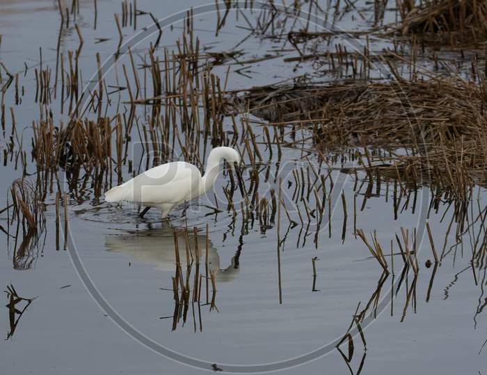 Beautiful Reflection Of White Little Egret, Egretta Garzetta, Hunting At Lake Edge