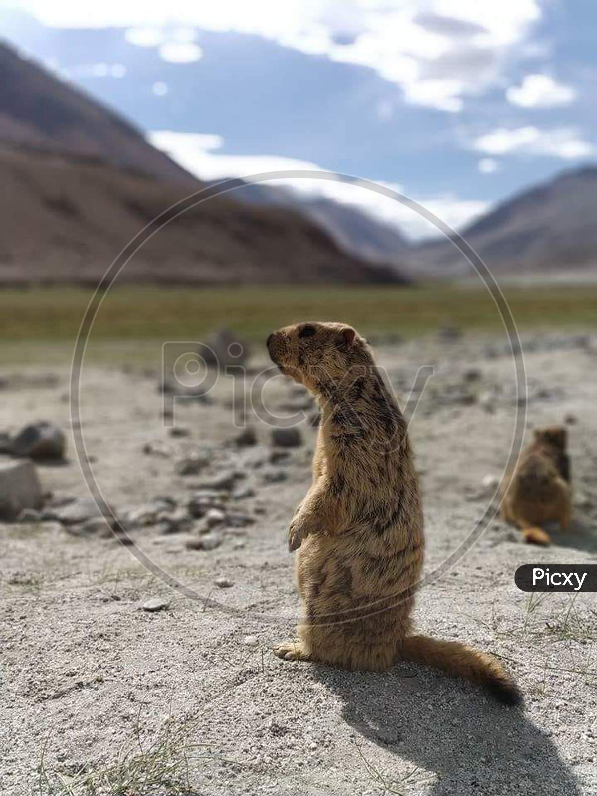 Himalayan Marmot