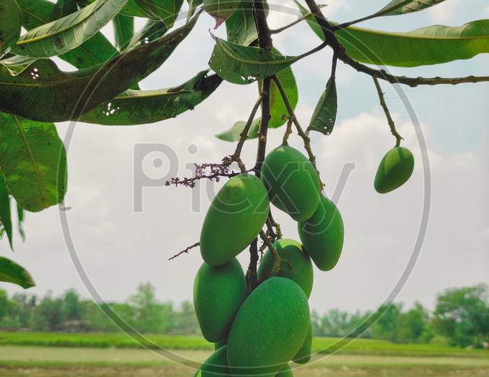 National fruit of India
